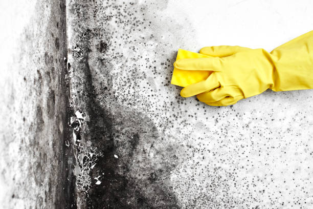 Best Same-Day Mold Removal  in Holly Hill, SC