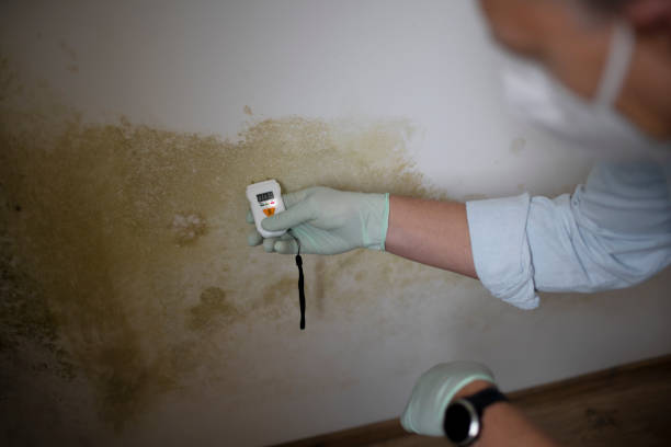 Reliable Holly Hill, SC Mold Removal Solutions