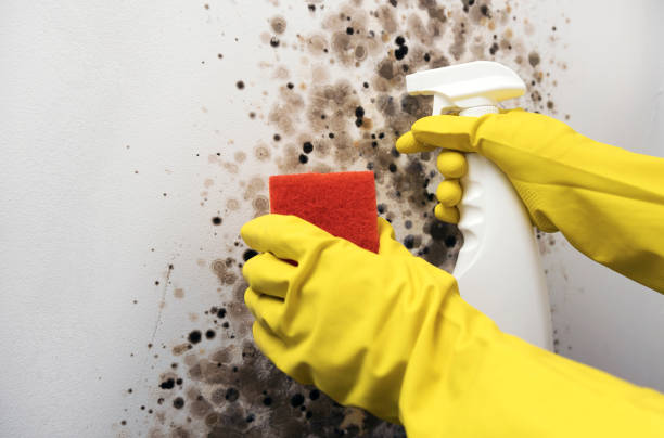Best Mold Removal and Inspection  in Holly Hill, SC