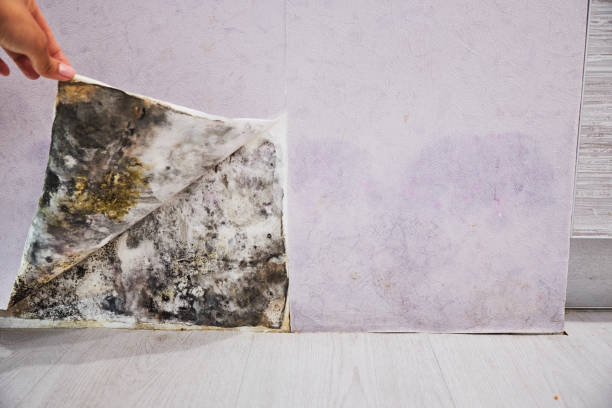 Best Emergency Mold Removal  in Holly Hill, SC